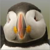 puffin