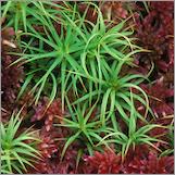 sphagnum_moss
